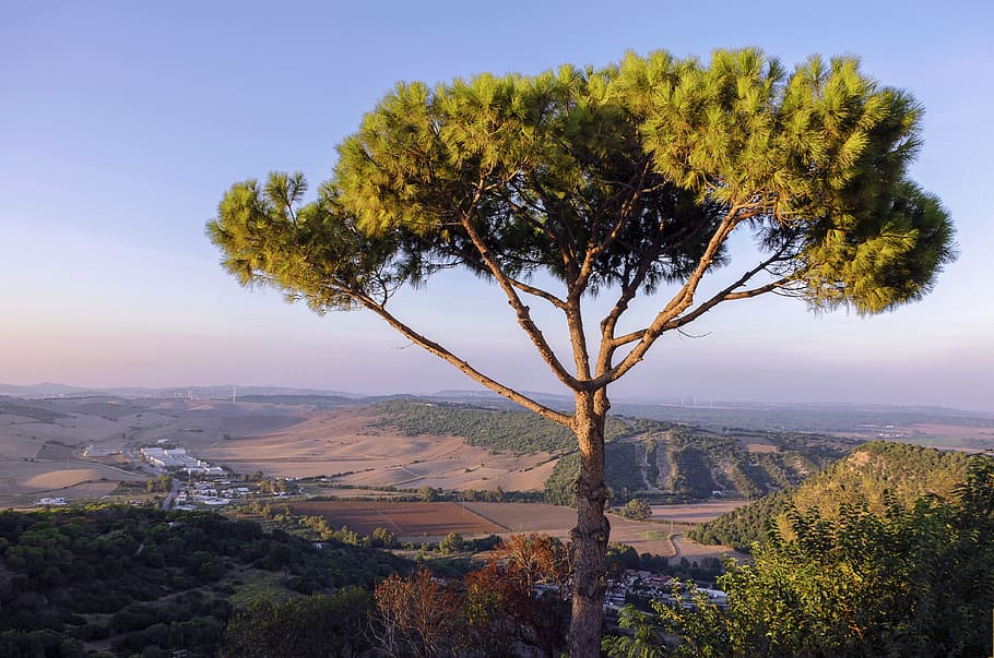green tree on cliff, landscape, nature, sky, mountain, at the court of HD wallpaper