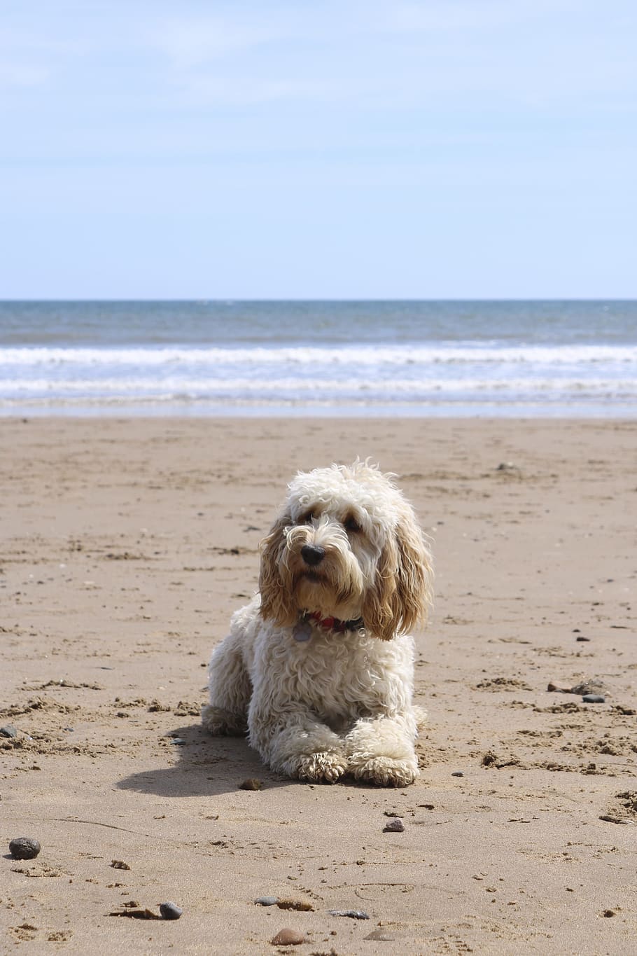 yellow Labradoodle lying on shore, Beach, Dog, Ball, Cockapoo HD wallpaper