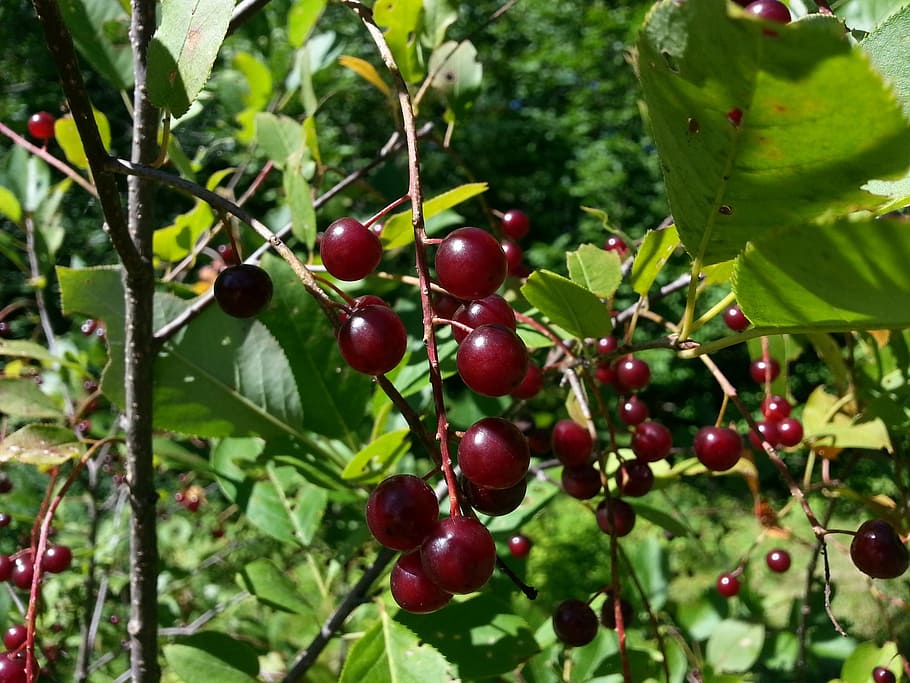 cherries, cherry, tree, fruits, food, wild, nature, red, food and drink HD wallpaper