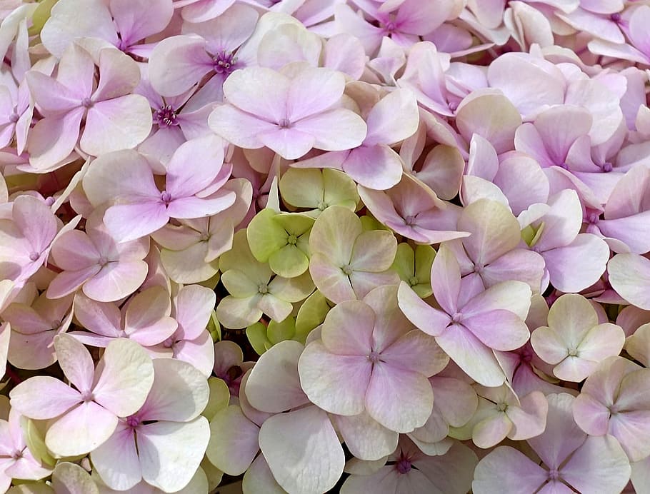 white-and-pink petaled flowers, hydrangea, blossom, bloom, summer HD wallpaper