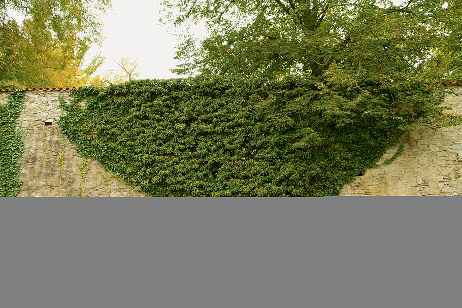 plant, wall, green, tree, growth, green color, day, nature HD wallpaper
