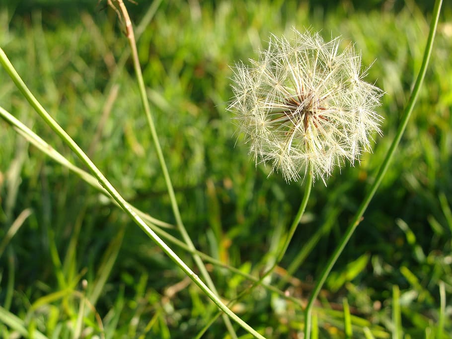 wish, flower dandelion, seed, spring, nature, plant, grass HD wallpaper