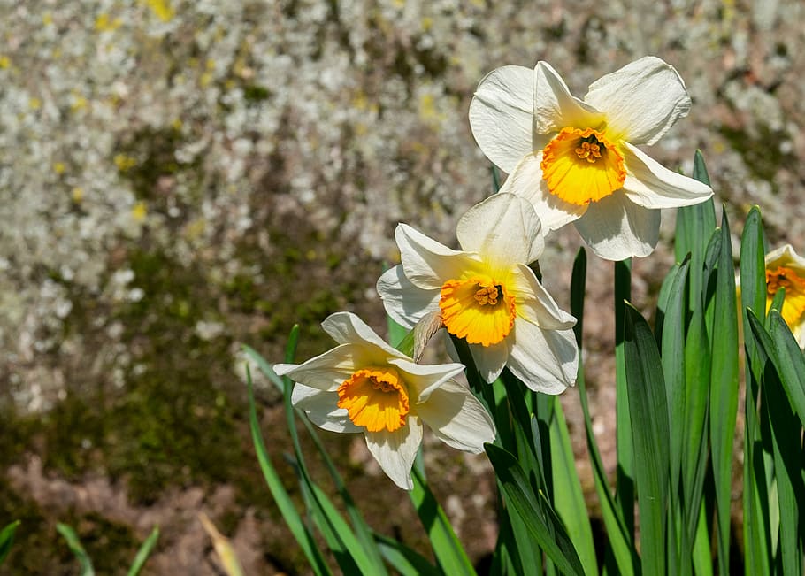 close-up photo of white-and-yellow petaled flowers, daffodils HD wallpaper