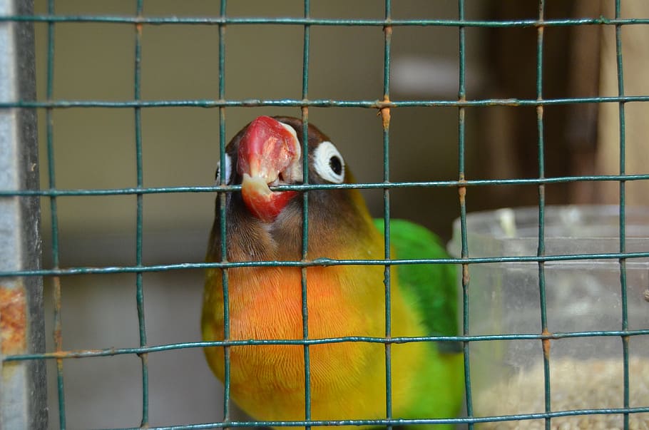 bird, cage, love bird, animal, animal themes, vertebrate, animals in captivity HD wallpaper