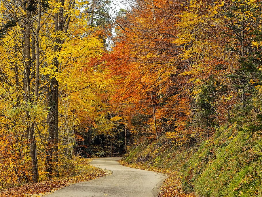 Fall, Trees, Forest, autumn landscape, nature, autumn leaves HD wallpaper