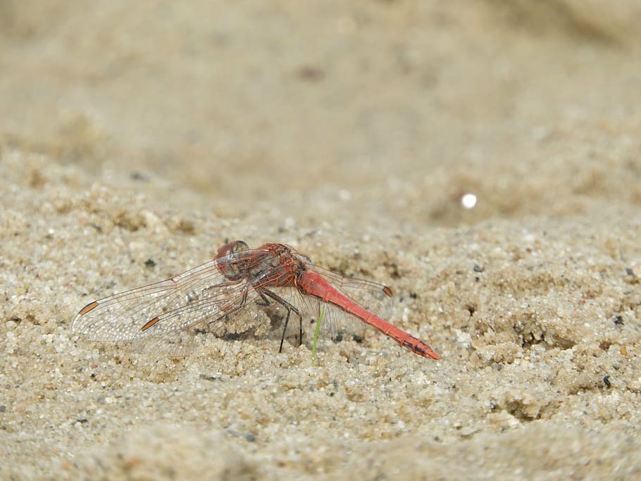 dragonfly, wing, insect, sand, orange, animal themes, one animal HD wallpaper