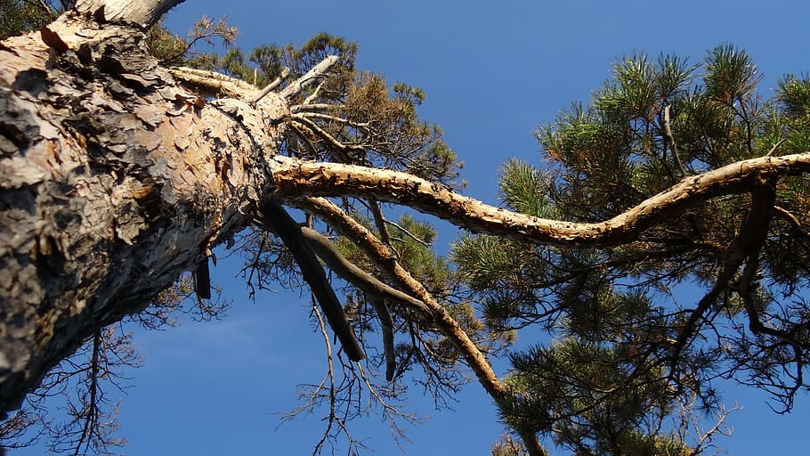 nature, tree, pine, krone, sky, plant, branch, tree trunk, low angle view HD wallpaper