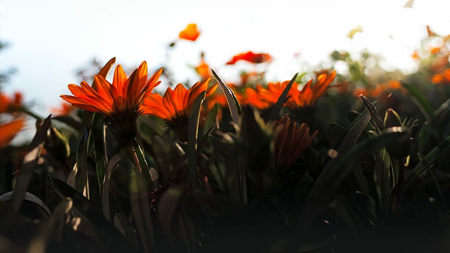 Flowers, Back Light, Sun, Orange, blossom, bloom, nature, plant HD wallpaper
