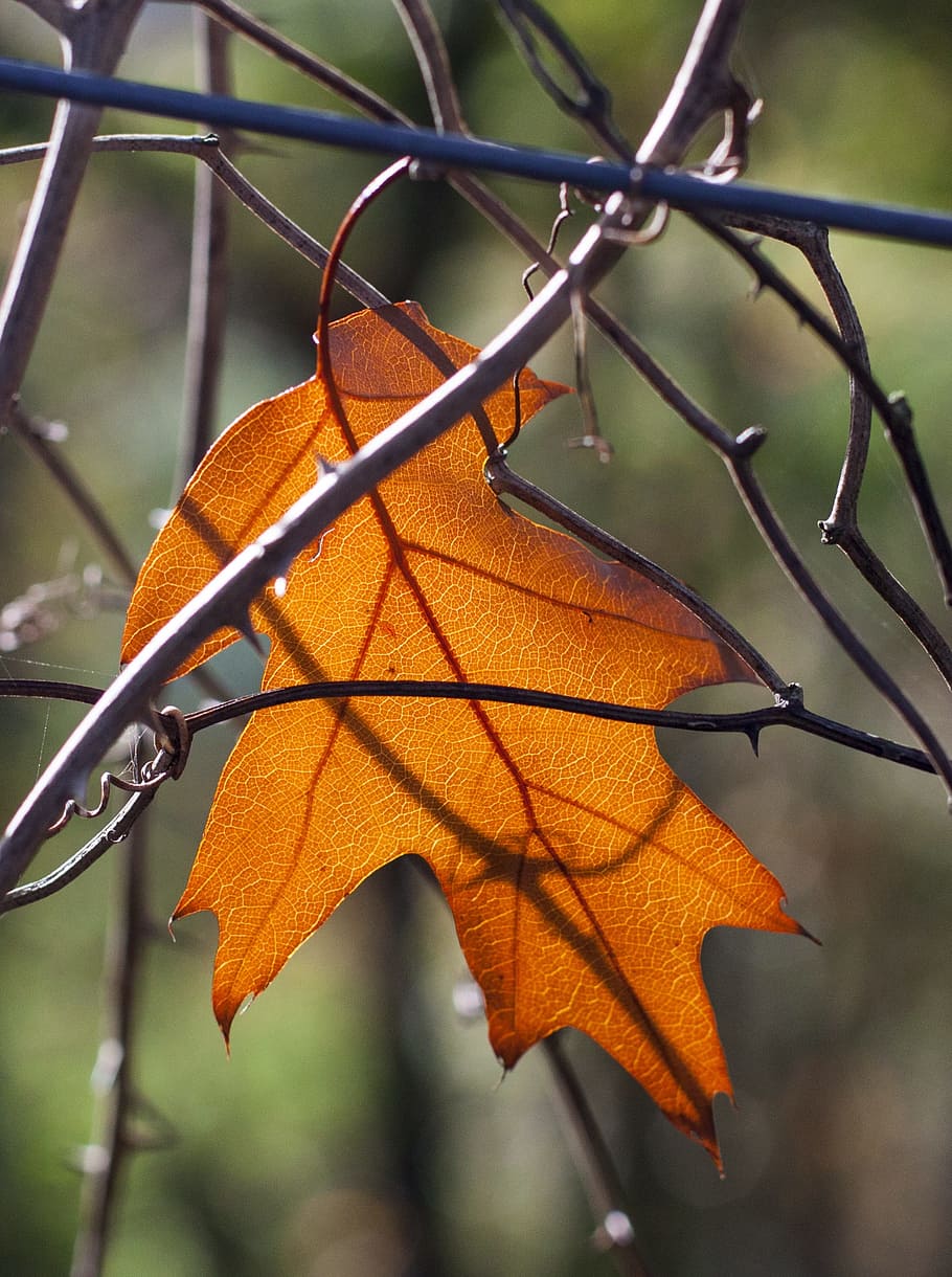 leaf, oak, autumn, yellow, focus on foreground, plant part HD wallpaper