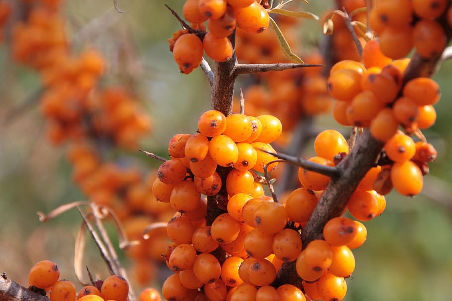 orange coffee beans on branch at daytime, Buckthorn, Fruits, Healthy, HD wallpaper