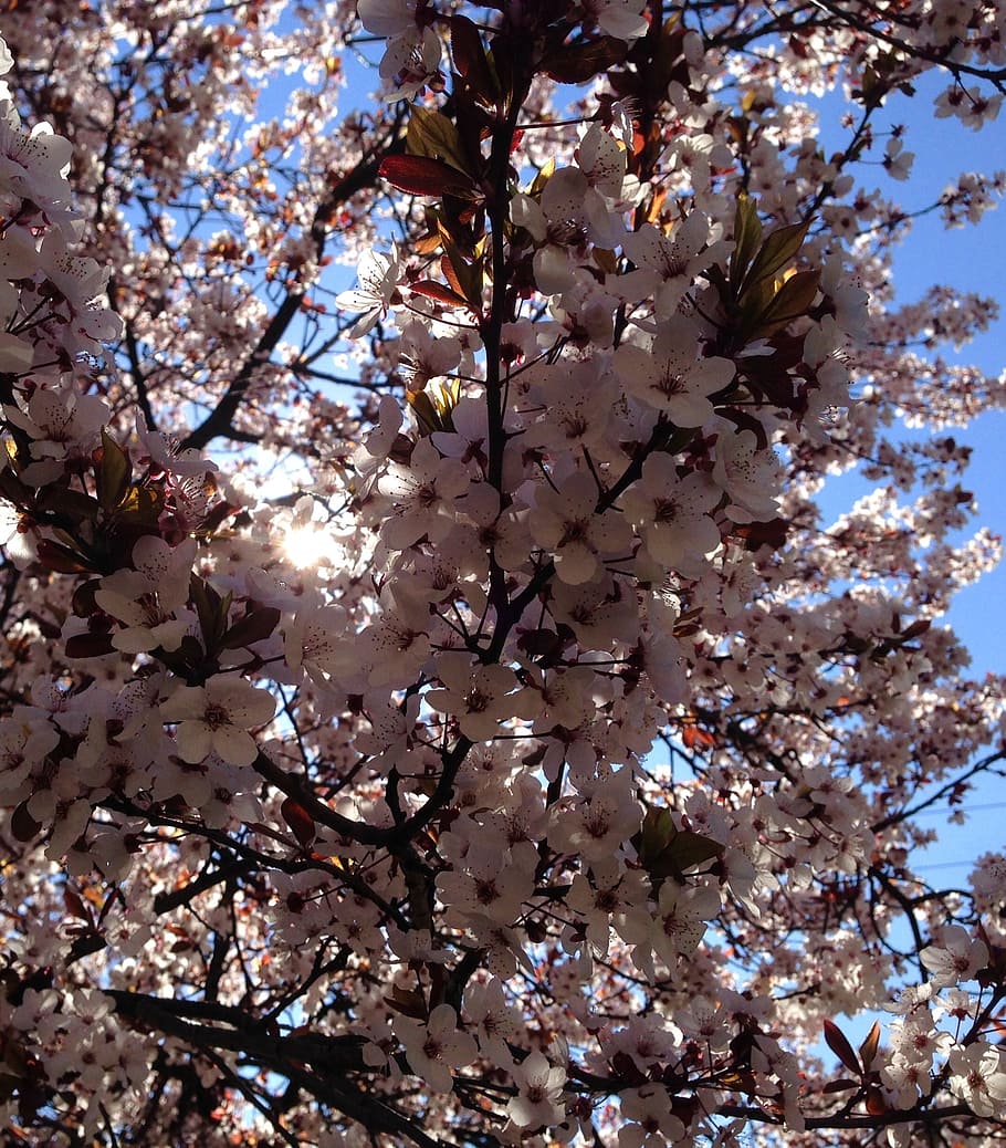 beautiful spring, blooming, tree, blossom, plant, natural, pink HD wallpaper