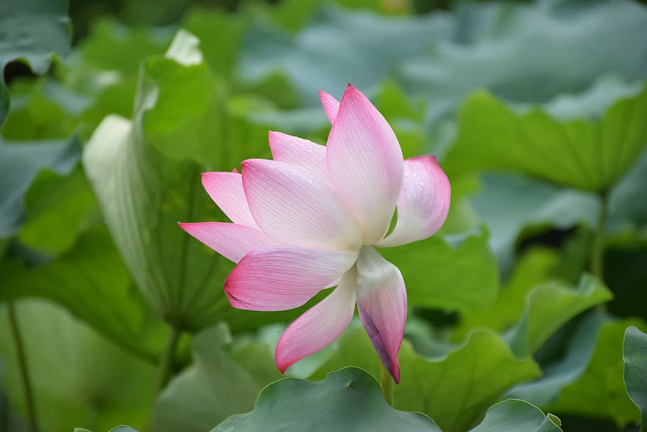 Pink Green Plant