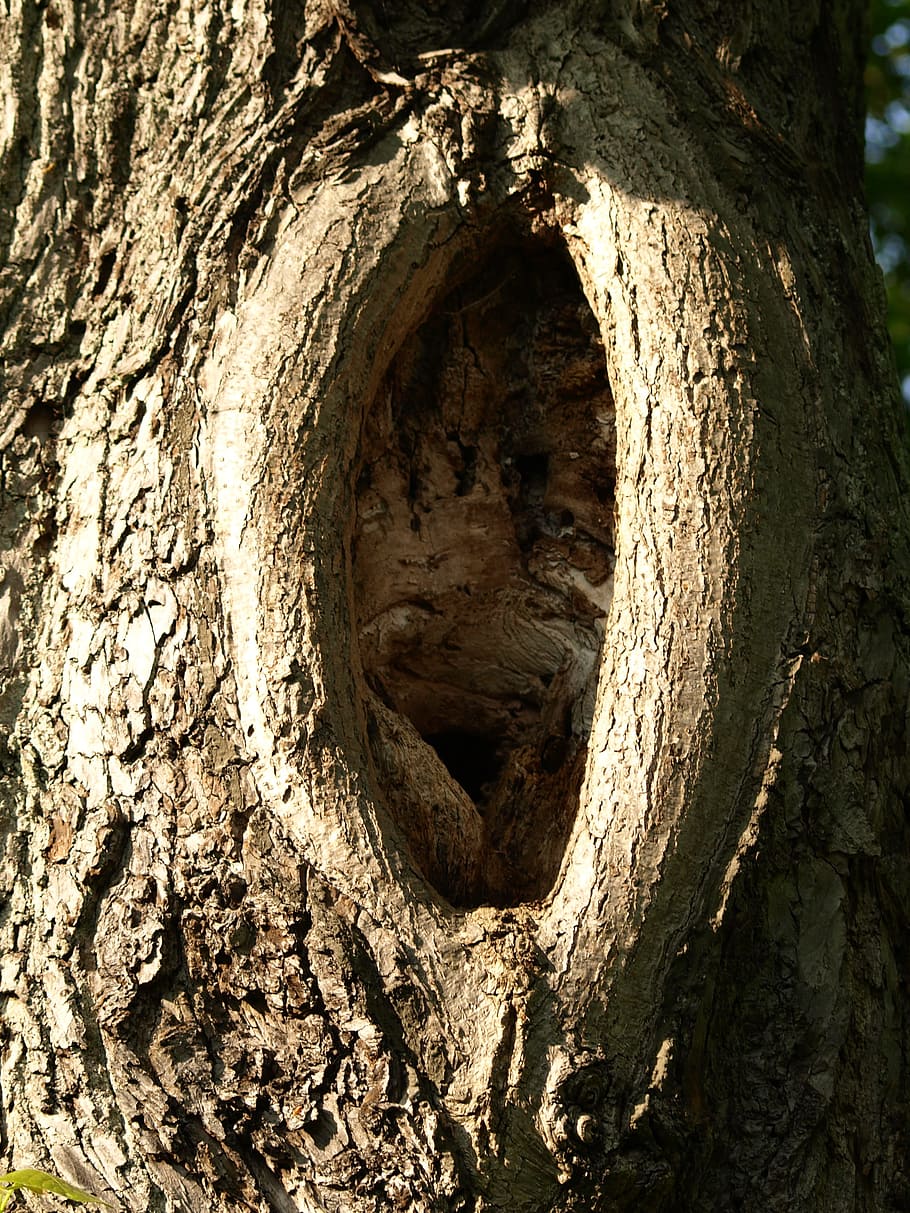 Knothole, Log, Tree Bark, Wood, gnarled, tribe, tree hole, tree trunk, HD wallpaper