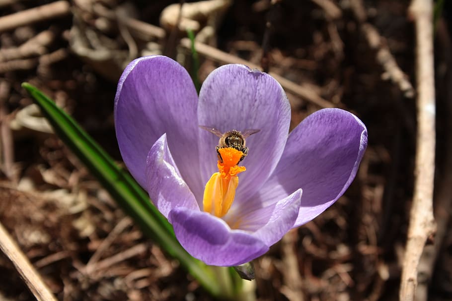 crocus, closeup, bee, spring, flower, flowering plant, petal HD wallpaper