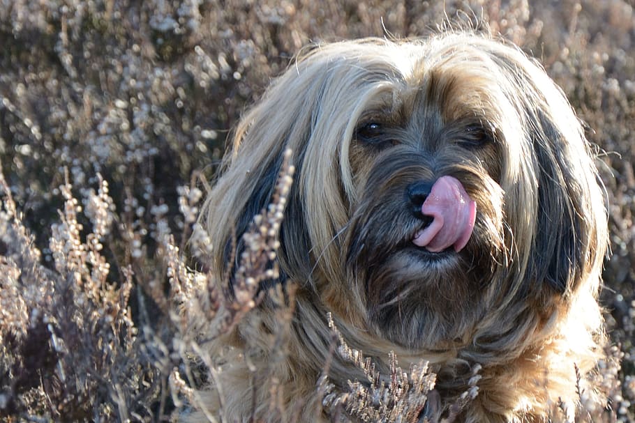 dog, face, portrait, head, animal, tongue, lick, wildlife photography HD wallpaper