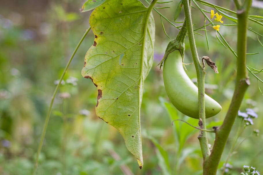 fruit, eggplant, vegetable, green, bio, by nature, green color HD wallpaper