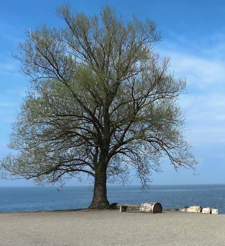 tree, blue, landscape, sky, nature, water, summer, sunbeam HD wallpaper