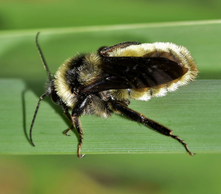 bee, bumblebee, insect, insectoid, pollinate, pollination, pollen HD wallpaper