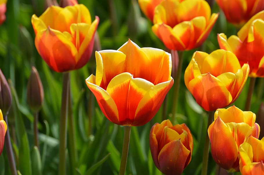 yellow, red, tulips, northwest, washington, flower, purple, HD wallpaper
