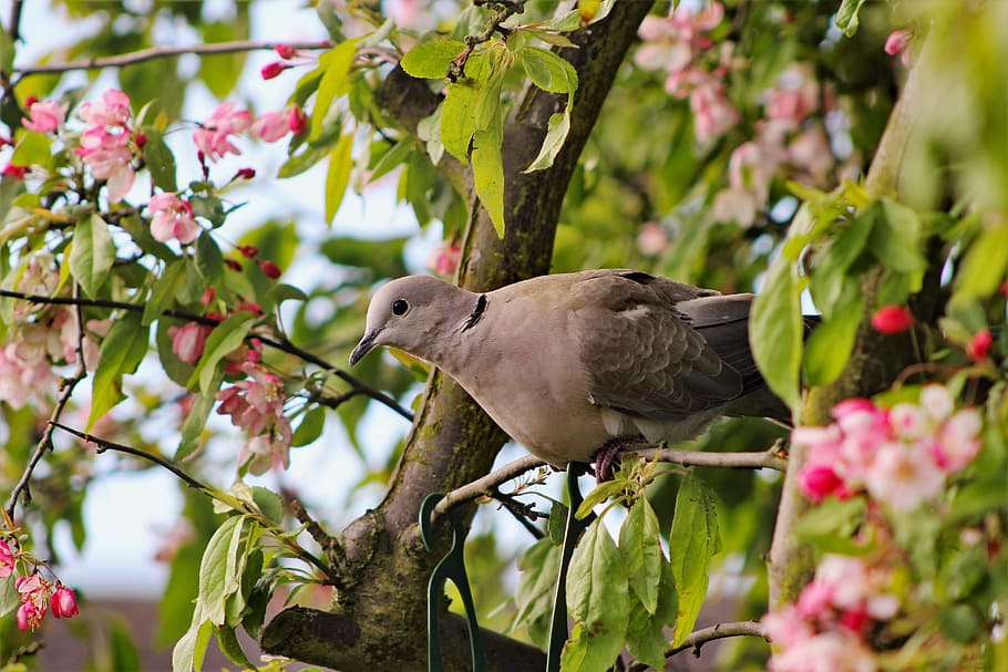 brown bird on tree branch, dove, perch, nature, wildlife, animal