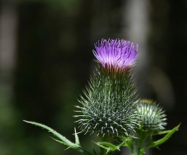 close up photo of purple globe thistle flower, pappus, flower coronary HD wallpaper