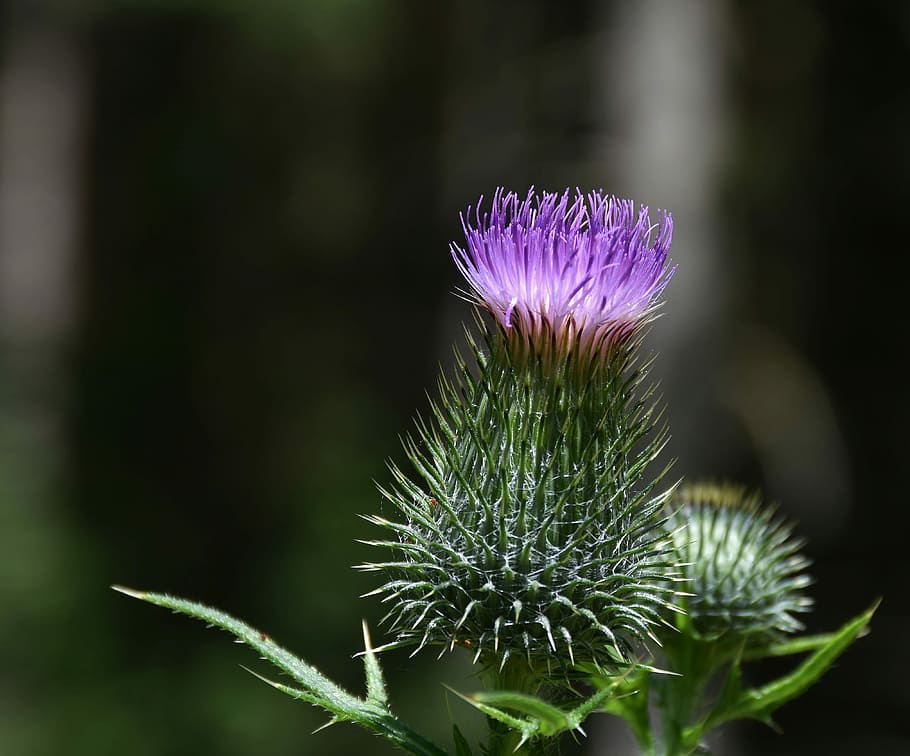 close up photo of purple globe thistle flower, pappus, flower coronary HD wallpaper