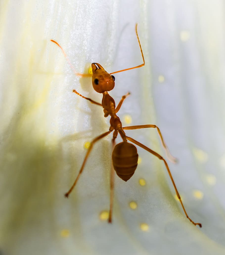 Red Ant, Macro, Insect, one animal, spider, animal wildlife HD wallpaper