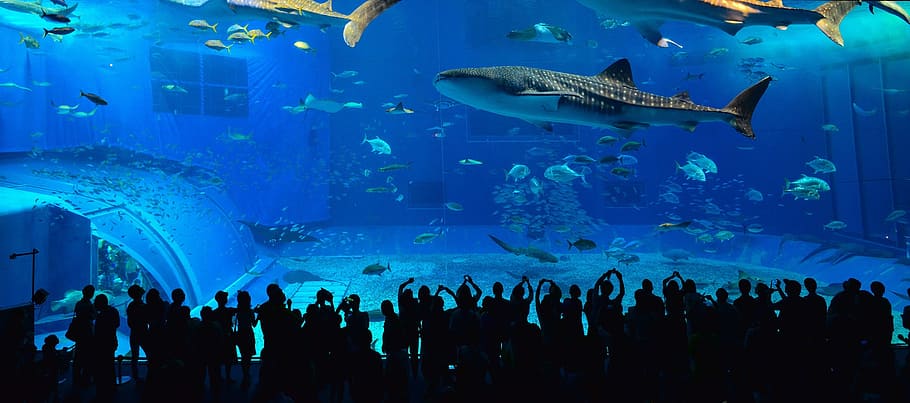 people watching school of fish, Okinawa, Kuroshio, Whale Shark, HD wallpaper