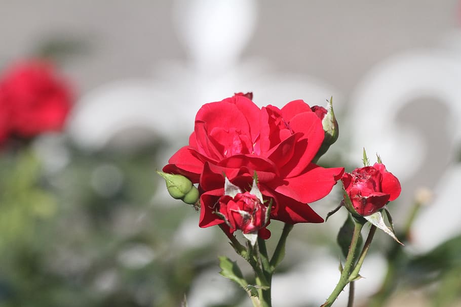 pink, red, flower, flowering plant, beauty in nature, rose HD wallpaper