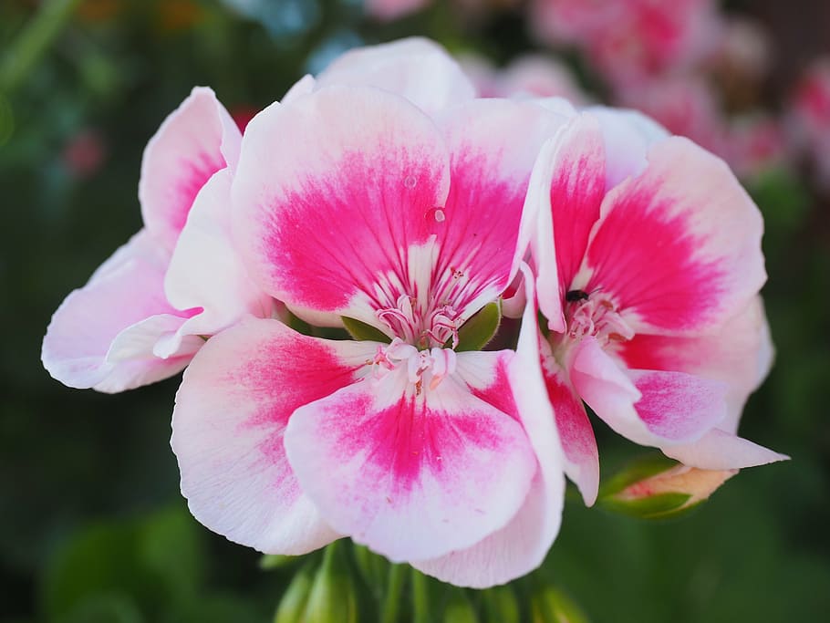 geranium, pink, white, plant, flowers, colorful, noble pelargonium HD wallpaper