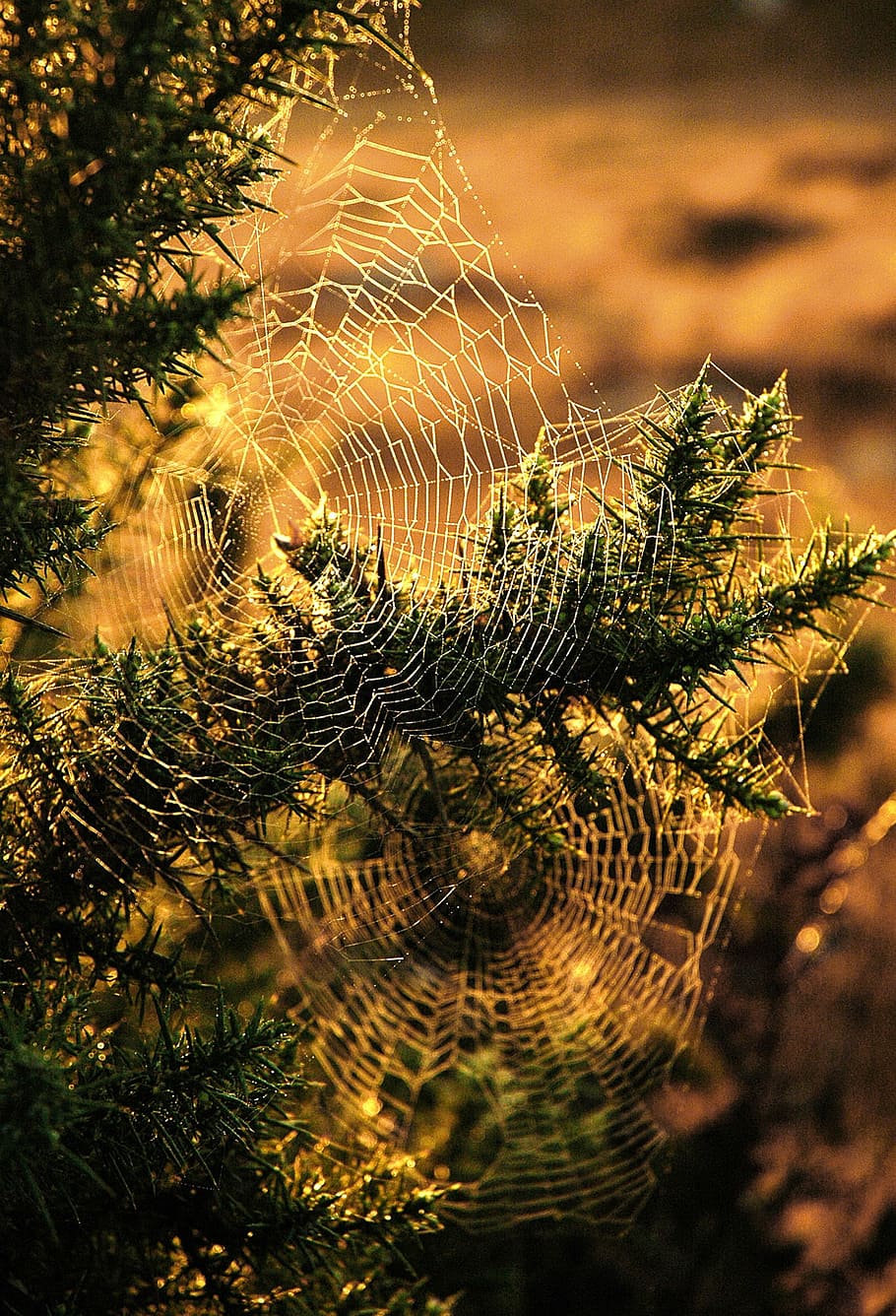 spider, web, tree, insect, trump, hunting, sunset light, autumn HD wallpaper