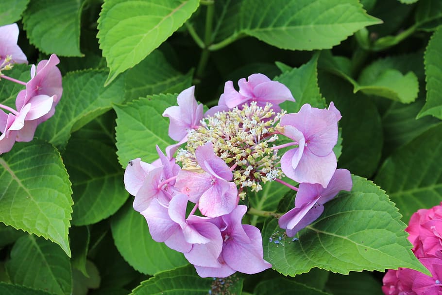flowers, nature, hydrangea, flowering plant, beauty in nature HD wallpaper