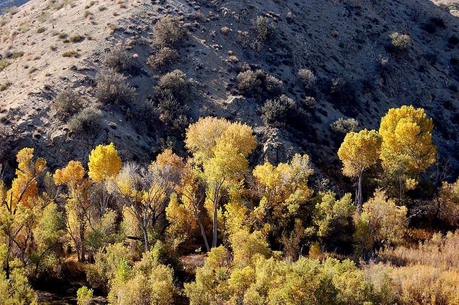 landscape photography of trees, green leafed tree bear gray mountain during daytime HD wallpaper