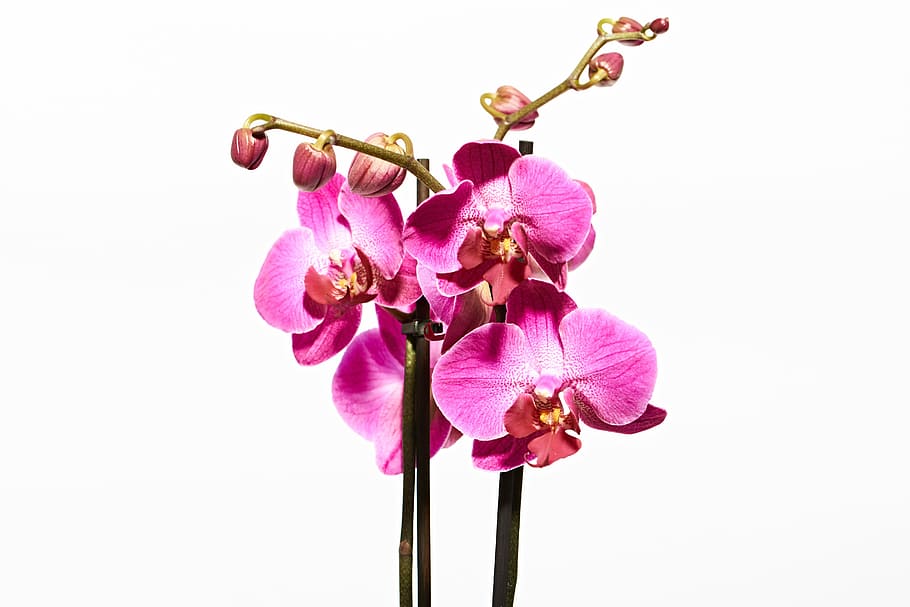 orchid, flower, blossom, bloom, nature, violet, macro, bud HD wallpaper