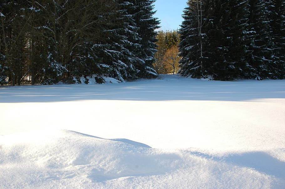 winter, snow, forest, wintry, cold, snowy, white, nature, rau HD wallpaper