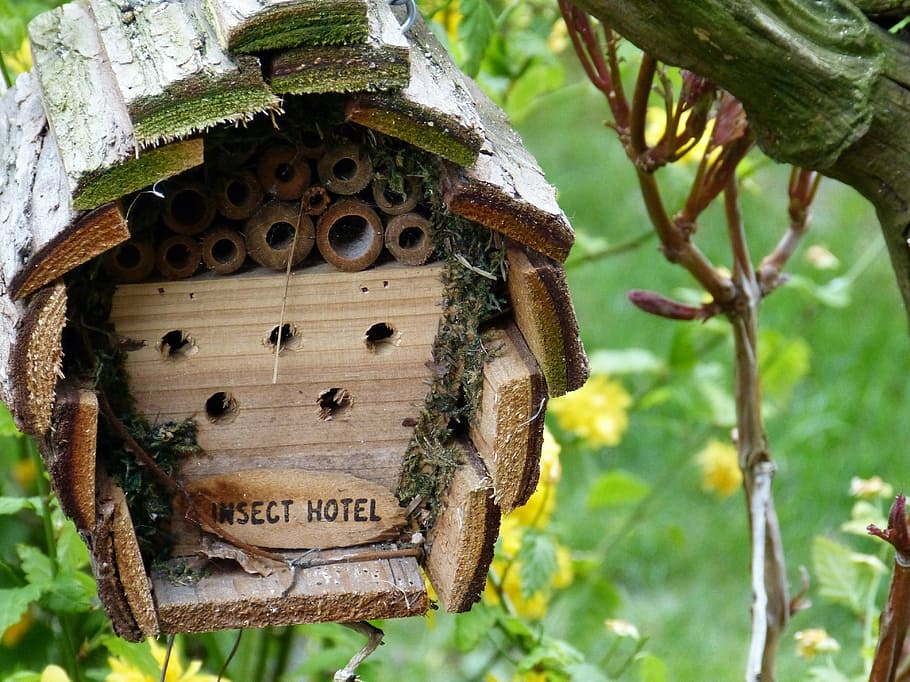 house construction, insect, garden, plant, focus on foreground HD wallpaper