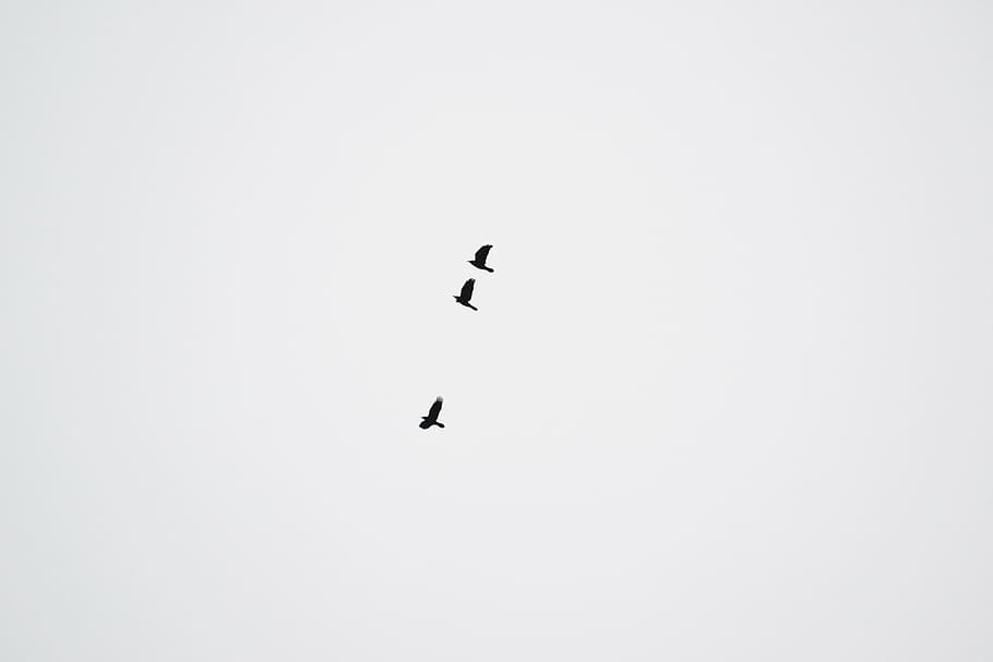 crows, birds, black crows, sky, flying, wings, birds flying HD wallpaper