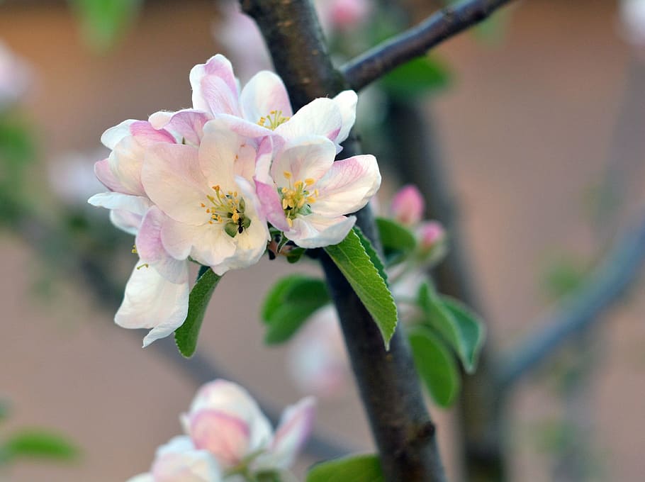 spring, apple tree, bloom, flowers, flowering tree, garden HD wallpaper