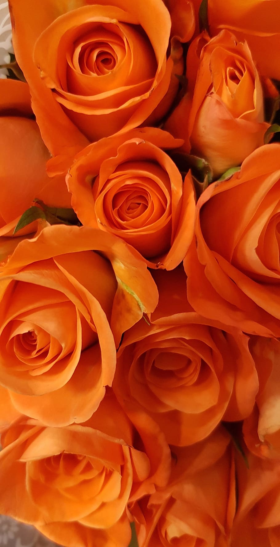 Orange rose close up HD wallpapers | Pxfuel
