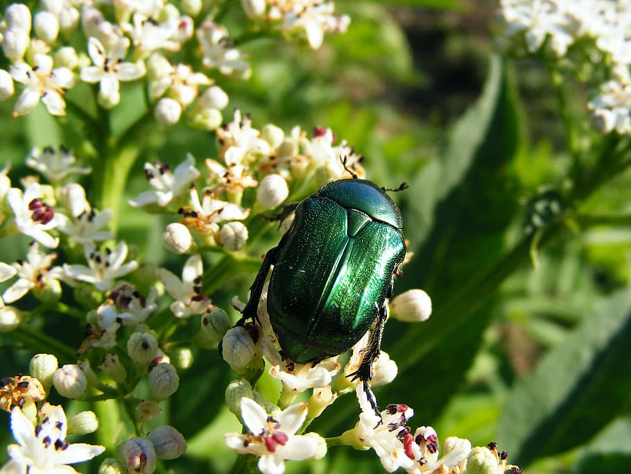 green, bugs, insects, fly, flies, flowers, blossoms, white HD wallpaper