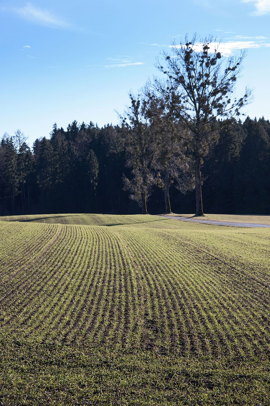landscape, arable, spring, earth, green, frisch, series, graphically HD wallpaper