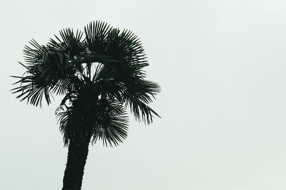 silhouette of coconut tree, palm, photography, daylight, plant HD wallpaper