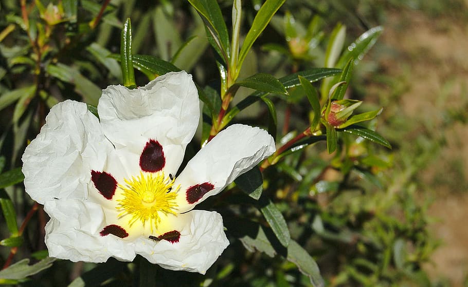 flowers, nature, plants, macro, spring, petals, white, colorful HD wallpaper