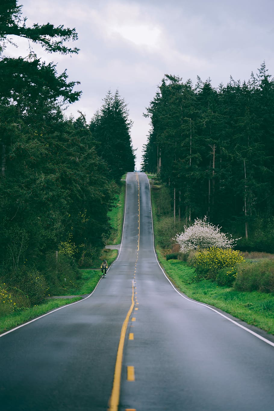 gray concrete road beside green trees, person riding bike on road HD wallpaper