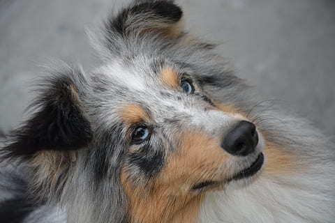 Rough collie blue store eyes