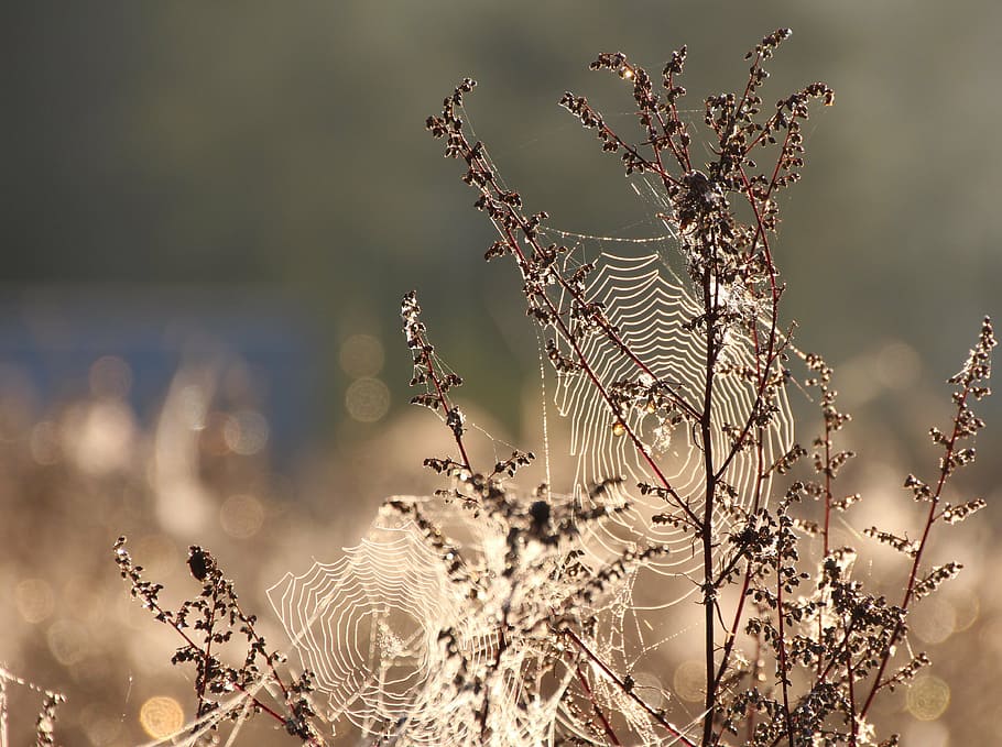 bokeh photography of web on plant taken at daytime, cobweb HD wallpaper