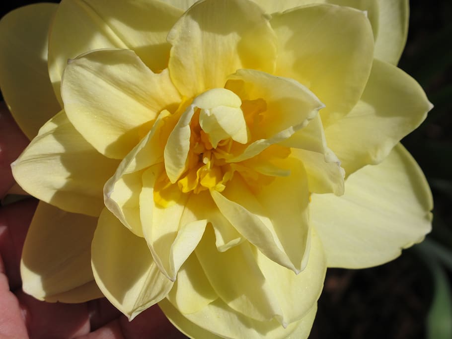 daffodil, double, flower, flowering plant, petal, beauty in nature HD wallpaper