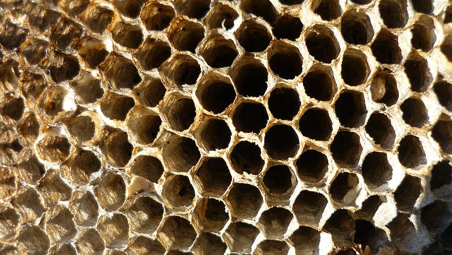 old, honey comb, bees, dead, beekeeper, honeycomb, nature, beekeeping, HD wallpaper