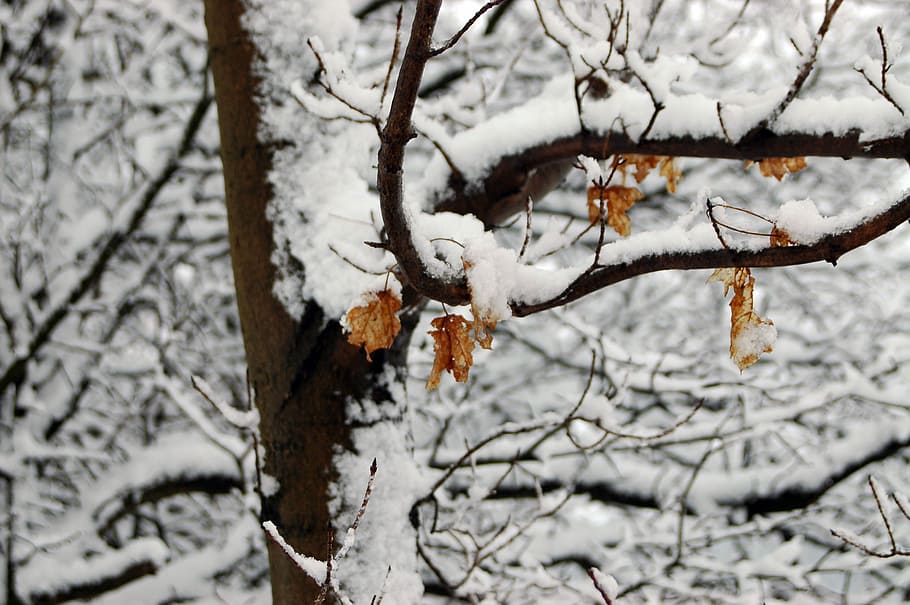 leaves in the winter, brown tree coated by snow, outdoors, cold temperature HD wallpaper
