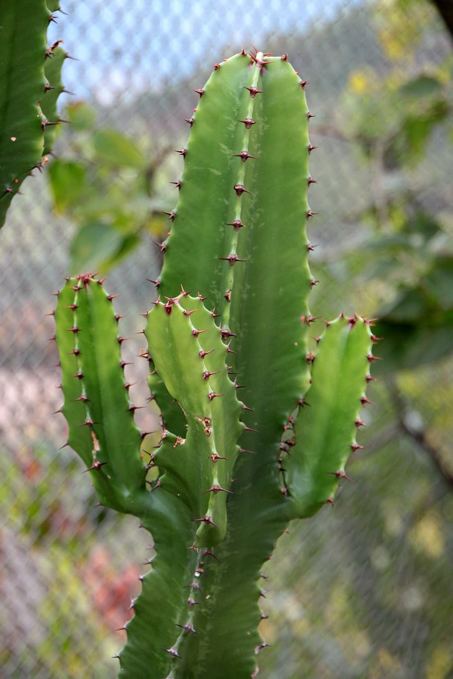 cactaceae, cactus, container, flowers, garden, potting, plants HD wallpaper